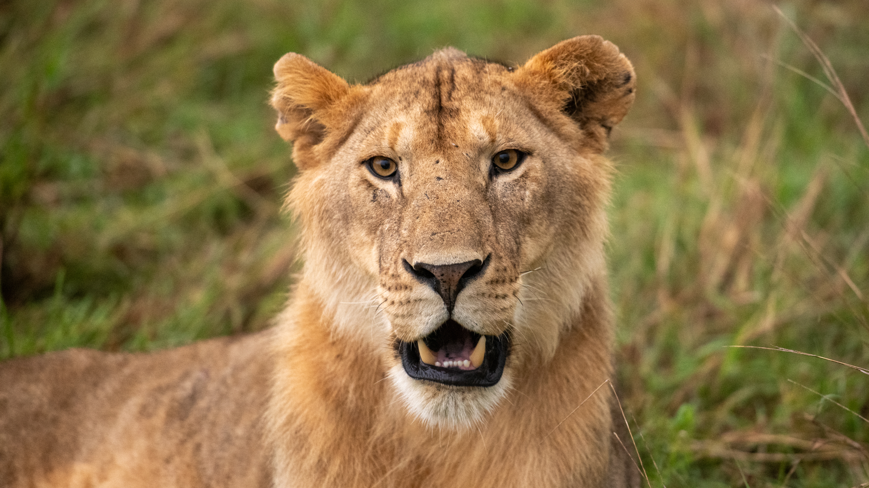 Serengeti